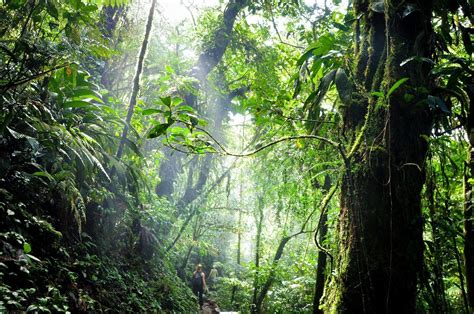 Qui du Droit au Coeur de la Jungle? Un voyage émouvant à travers les profondeurs sombres du Congo Belge !